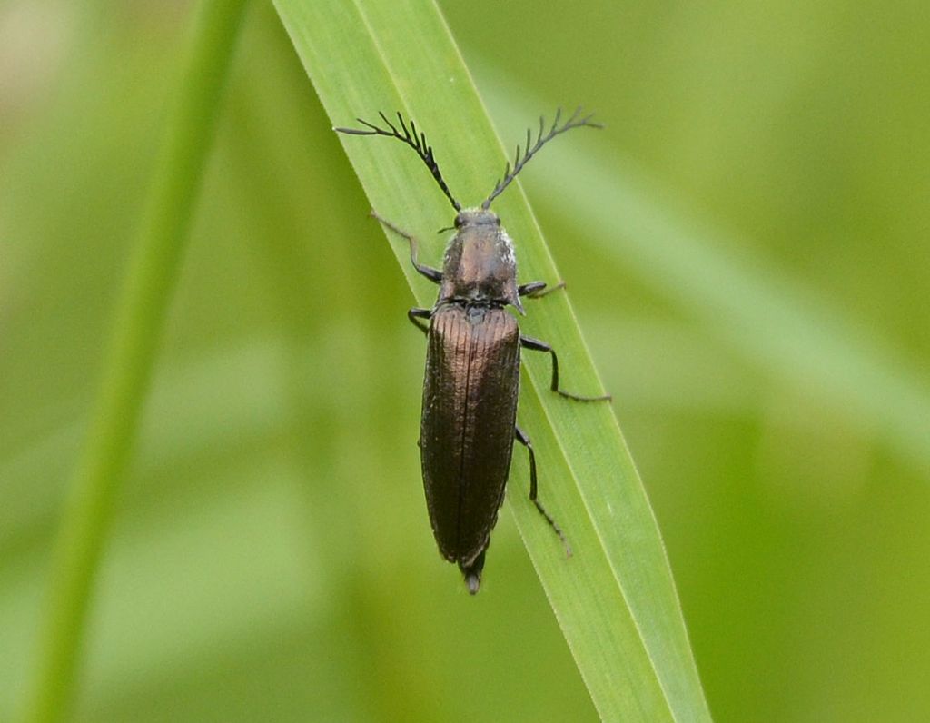 Elateridae:  Ctenicera cuprea ?  No, Ctenicera pectinicornis